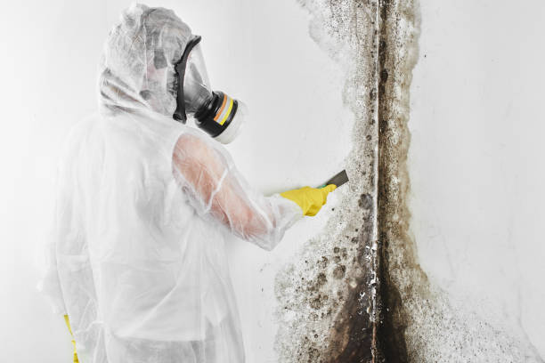 Professional Mold Remediation in Bogota, NJ