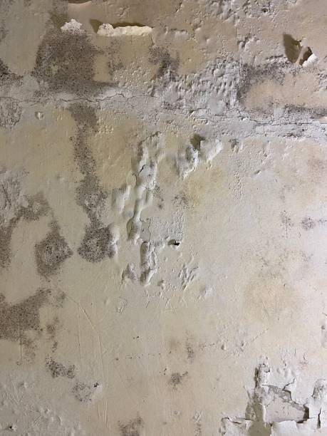 Best Residential Mold Remediation in Bogota, NJ