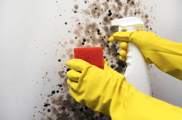 Best Mold Testing and Inspection Services in Bogota, NJ