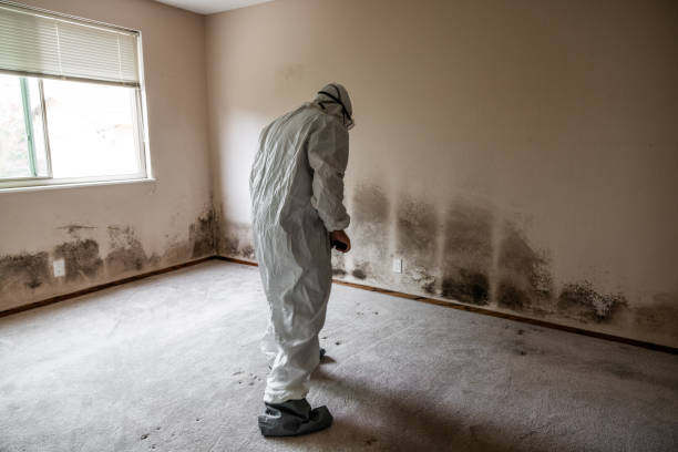 Best Industrial Mold Remediation in Bogota, NJ