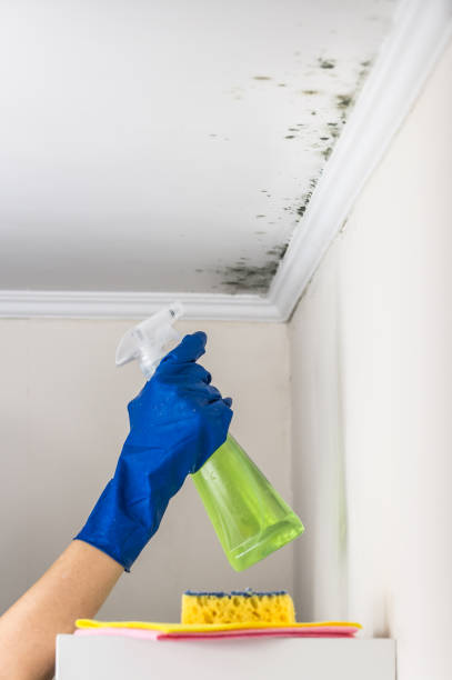 Best Insurance-Related Mold Remediation in Bogota, NJ